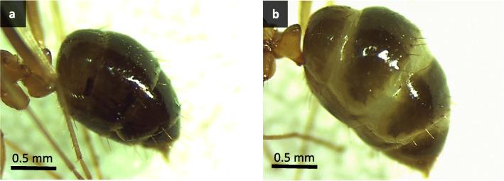 https://cdn.ncbi.nlm.nih.gov/pmc/blobs/d0c0/7986258/abe640917902/12983_2021_392_Fig5_HTML.jpg