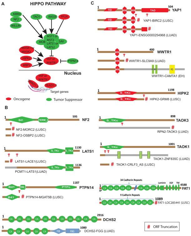 https://cdn.ncbi.nlm.nih.gov/pmc/blobs/d0c2/4274748/b398847df3db/nihms643650f3.jpg