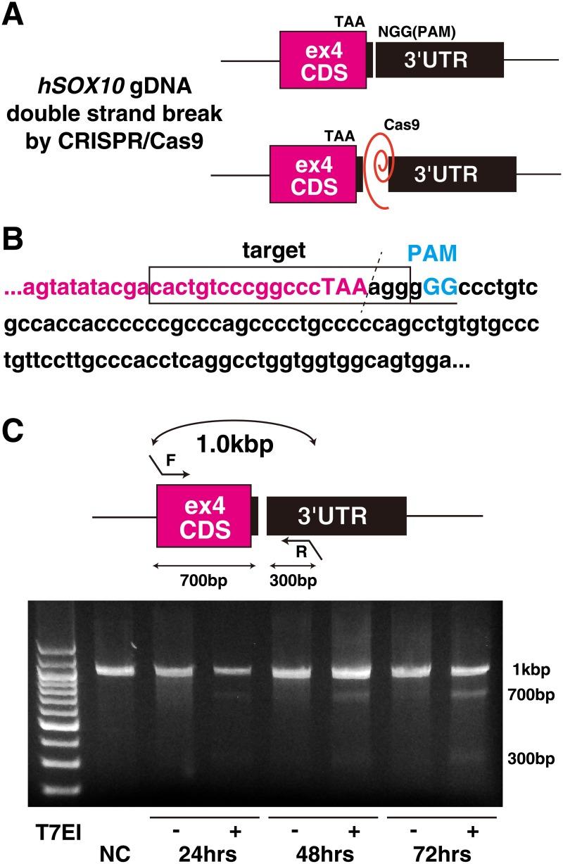 https://cdn.ncbi.nlm.nih.gov/pmc/blobs/d0c3/5249153/222cd3841ae7/pone.0170342.g001.jpg