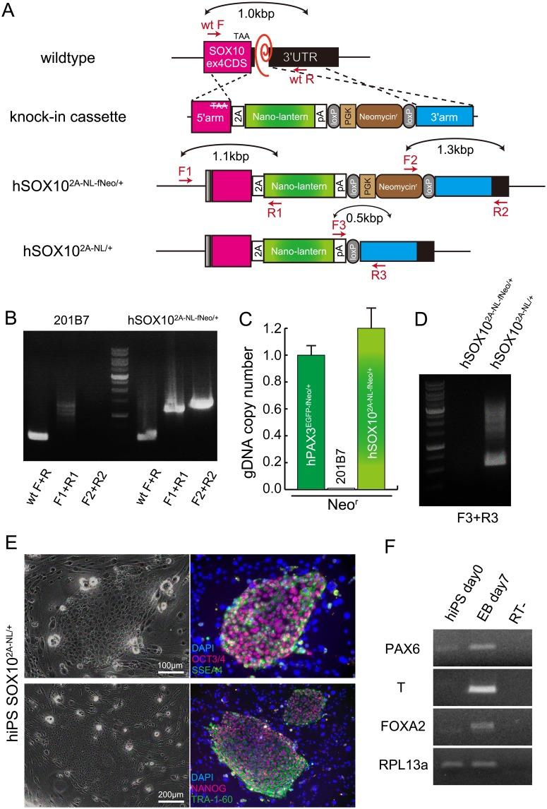https://cdn.ncbi.nlm.nih.gov/pmc/blobs/d0c3/5249153/e3b3a961c4f1/pone.0170342.g002.jpg