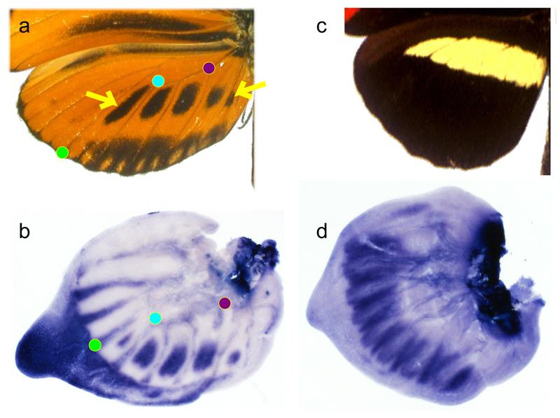 https://cdn.ncbi.nlm.nih.gov/pmc/blobs/d0c8/5094491/a167ae49d8dd/emss-68288-f004.jpg