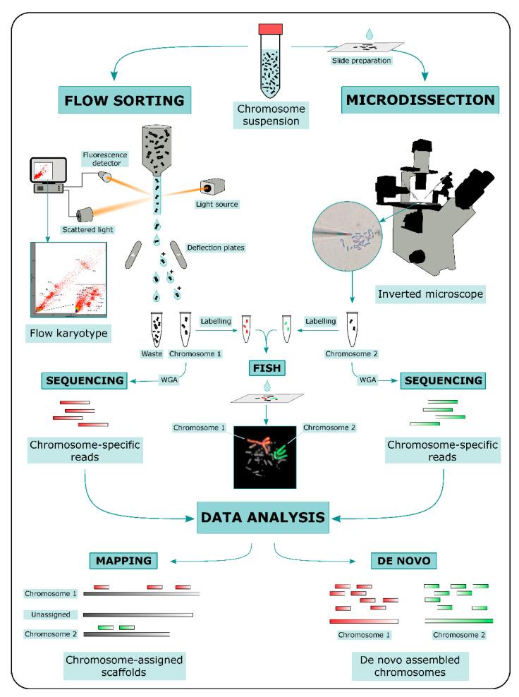 https://cdn.ncbi.nlm.nih.gov/pmc/blobs/d0c9/7835784/72b5646b7951/genes-12-00124-g001.jpg