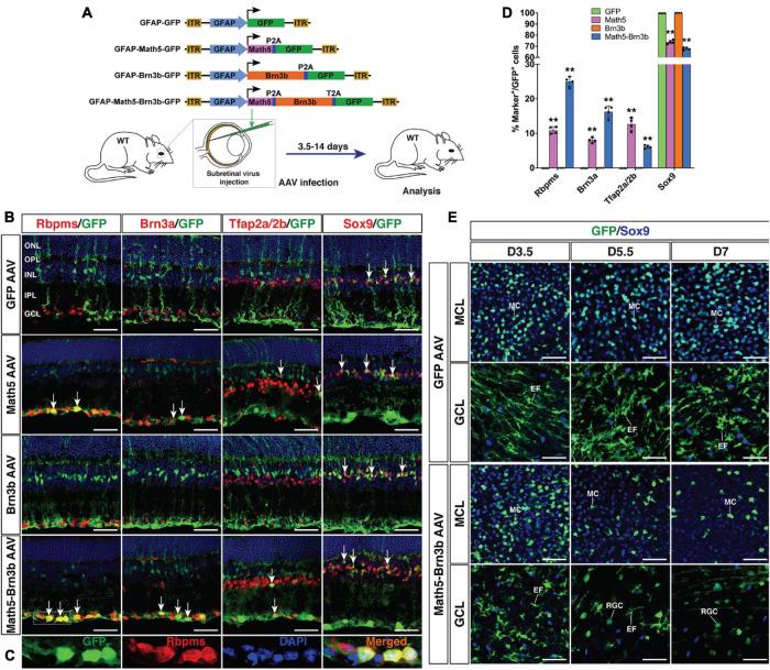 https://cdn.ncbi.nlm.nih.gov/pmc/blobs/d0c9/8520940/84c7a3082e84/fcell-09-755544-g001.jpg