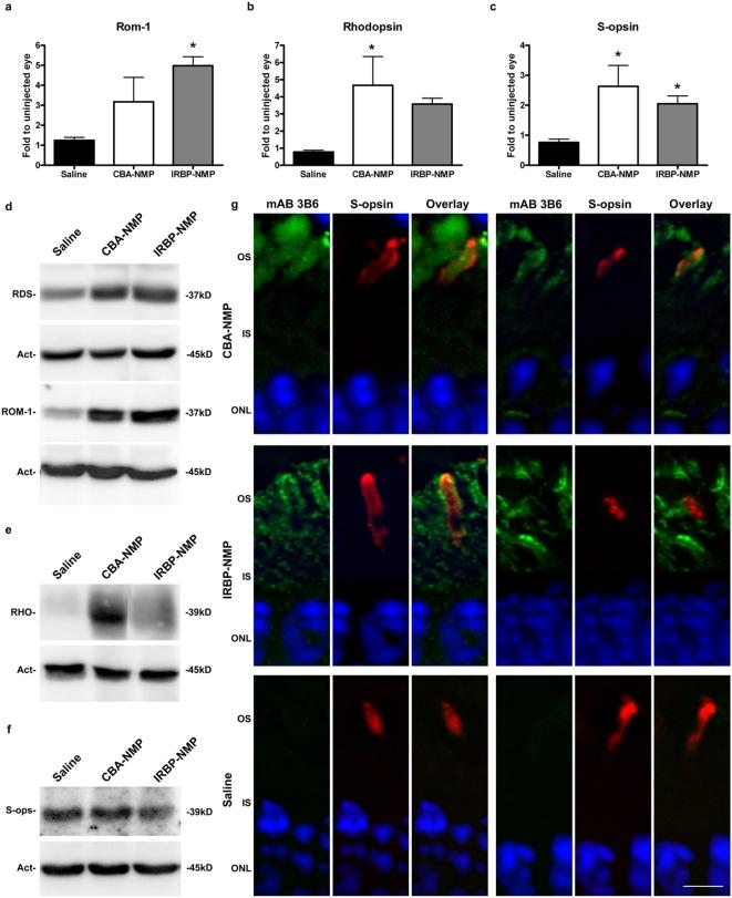 https://cdn.ncbi.nlm.nih.gov/pmc/blobs/d0d0/2669177/105b887f5f31/pone.0005290.g003.jpg