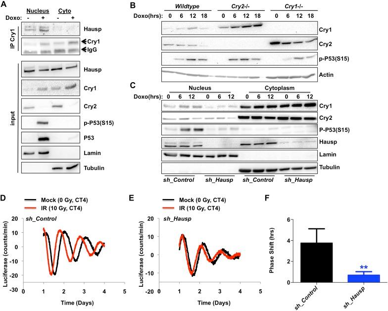 https://cdn.ncbi.nlm.nih.gov/pmc/blobs/d0d2/4352707/1c01828c1f01/elife04883f003.jpg