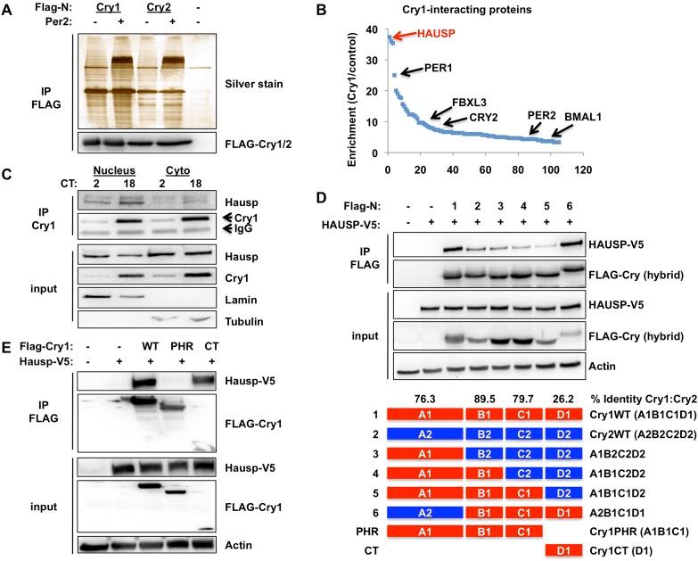 https://cdn.ncbi.nlm.nih.gov/pmc/blobs/d0d2/4352707/202bced9a67e/elife04883f001.jpg
