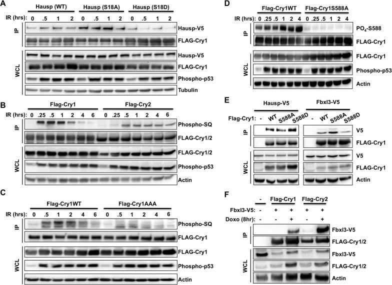 https://cdn.ncbi.nlm.nih.gov/pmc/blobs/d0d2/4352707/7c066c338097/elife04883f004.jpg