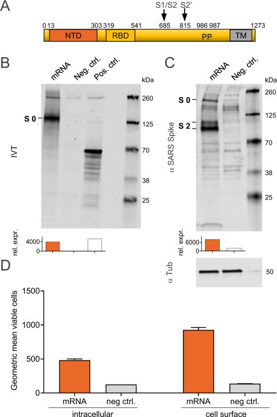 https://cdn.ncbi.nlm.nih.gov/pmc/blobs/d0d2/8052455/004f29ab75ab/41541_2021_311_Fig1_HTML.jpg