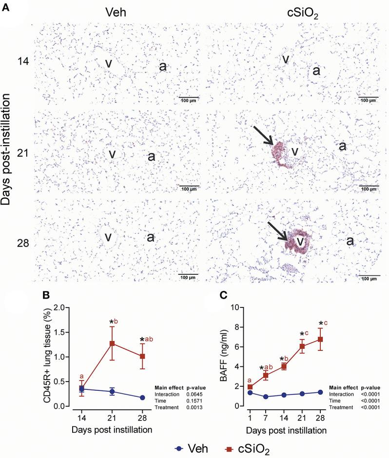 https://cdn.ncbi.nlm.nih.gov/pmc/blobs/d0d3/7959771/dec978873d6f/fimmu-12-635138-g0010.jpg