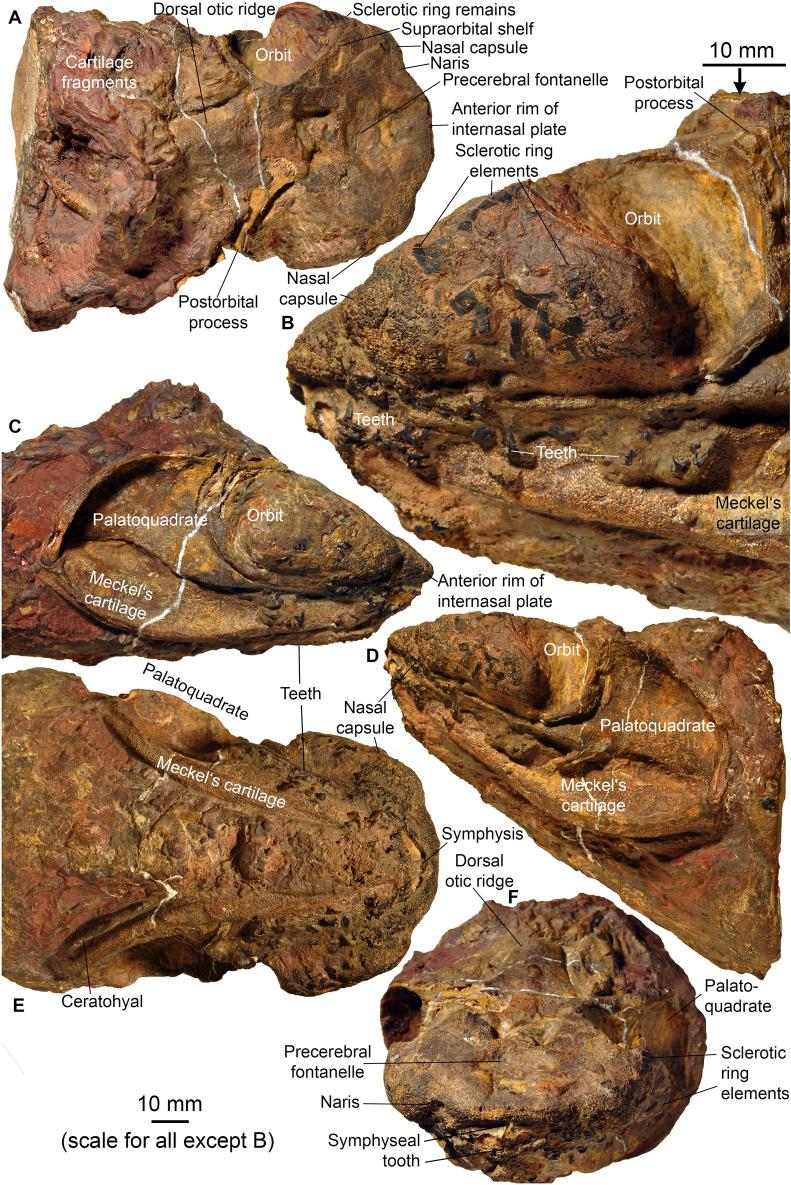 https://cdn.ncbi.nlm.nih.gov/pmc/blobs/d0d5/10050047/01cb4adcfbe6/13358_2023_266_Fig3_HTML.jpg