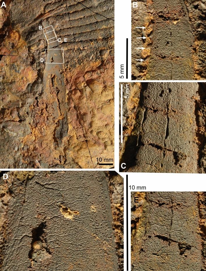 https://cdn.ncbi.nlm.nih.gov/pmc/blobs/d0d5/10050047/1e5f79c39654/13358_2023_266_Fig10_HTML.jpg