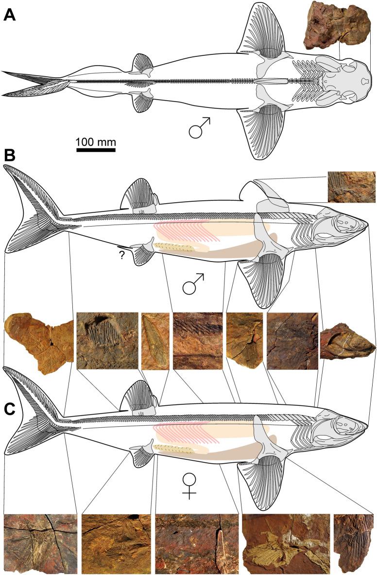 https://cdn.ncbi.nlm.nih.gov/pmc/blobs/d0d5/10050047/e579eb56b923/13358_2023_266_Fig11_HTML.jpg