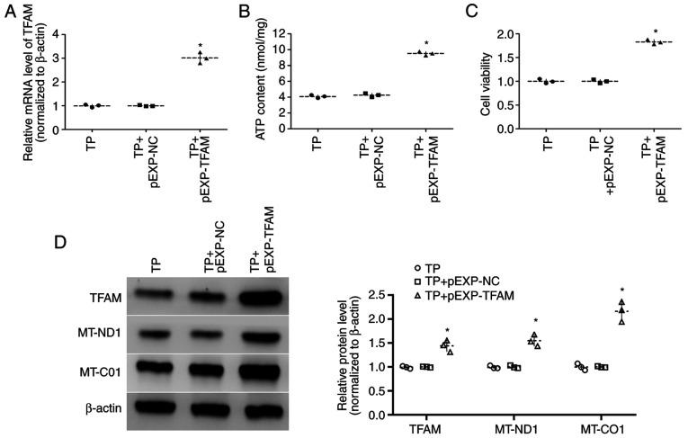 https://cdn.ncbi.nlm.nih.gov/pmc/blobs/d0d6/7646973/a2c0b8d2b7ee/MMR-22-06-5105-g02.jpg