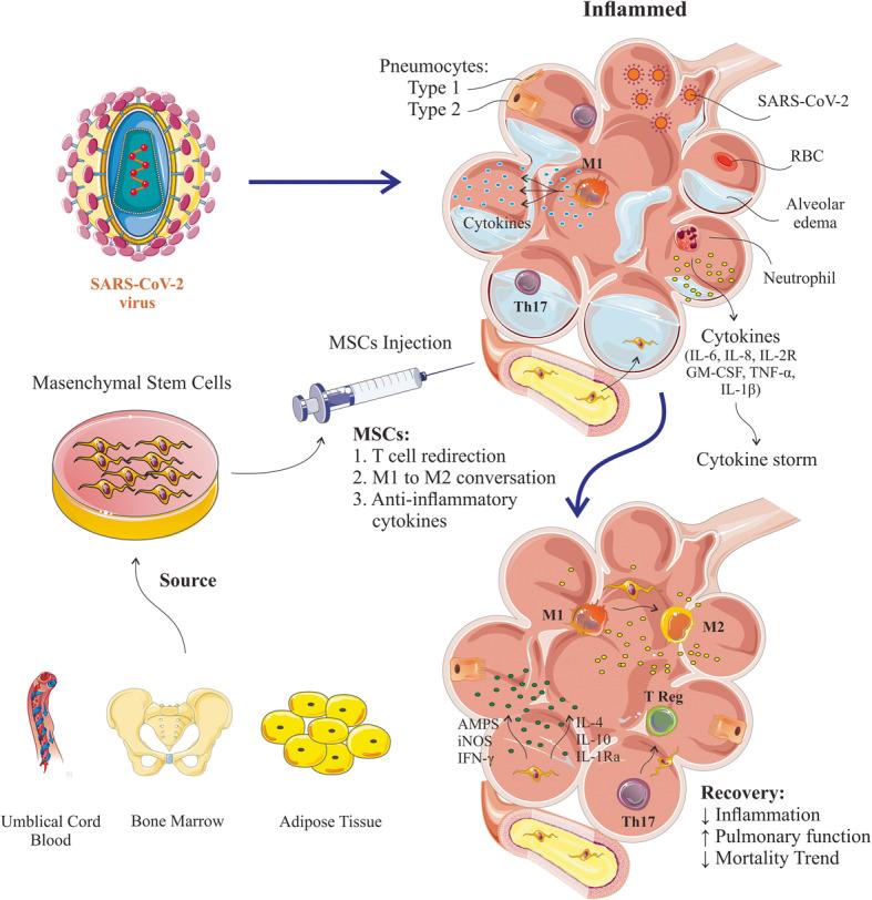 https://cdn.ncbi.nlm.nih.gov/pmc/blobs/d0d8/7977163/327af2982197/13287_2021_2265_Fig3_HTML.jpg