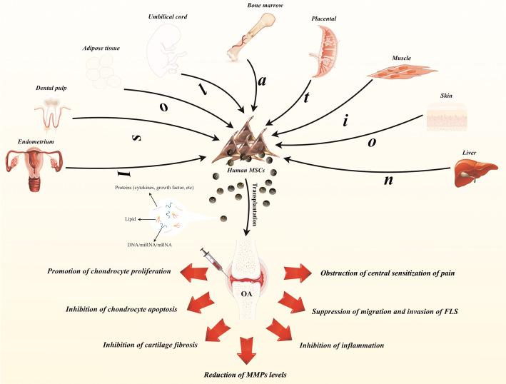 https://cdn.ncbi.nlm.nih.gov/pmc/blobs/d0d8/7977163/98bbdd89da5f/13287_2021_2265_Fig5_HTML.jpg