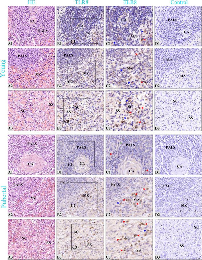 https://cdn.ncbi.nlm.nih.gov/pmc/blobs/d0d9/10725000/6912690a7d21/12917_2023_3812_Fig8_HTML.jpg