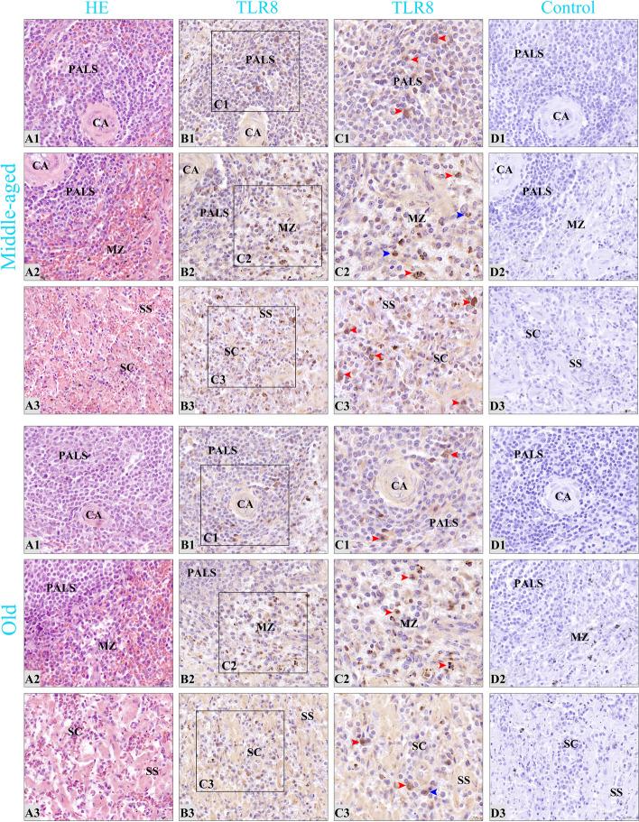 https://cdn.ncbi.nlm.nih.gov/pmc/blobs/d0d9/10725000/ca5ca7559d80/12917_2023_3812_Fig9_HTML.jpg