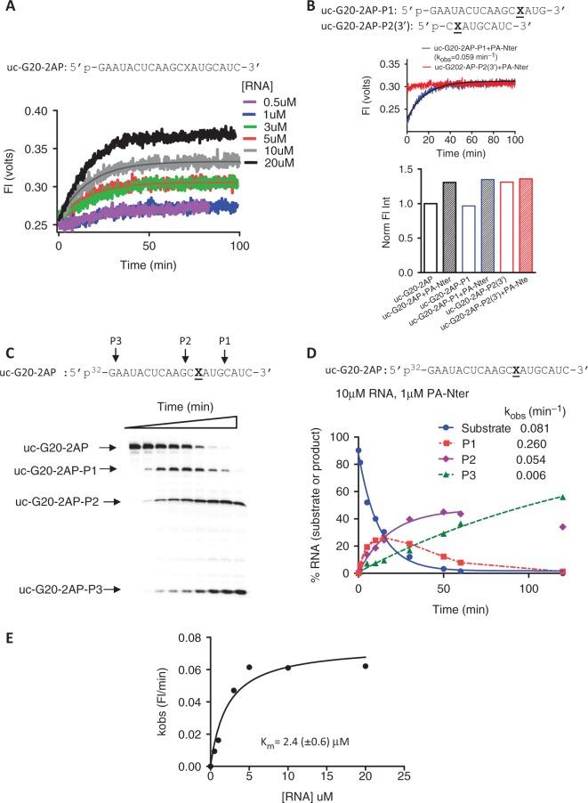https://cdn.ncbi.nlm.nih.gov/pmc/blobs/d0dc/3783182/b233012a1744/gkt603f6p.jpg