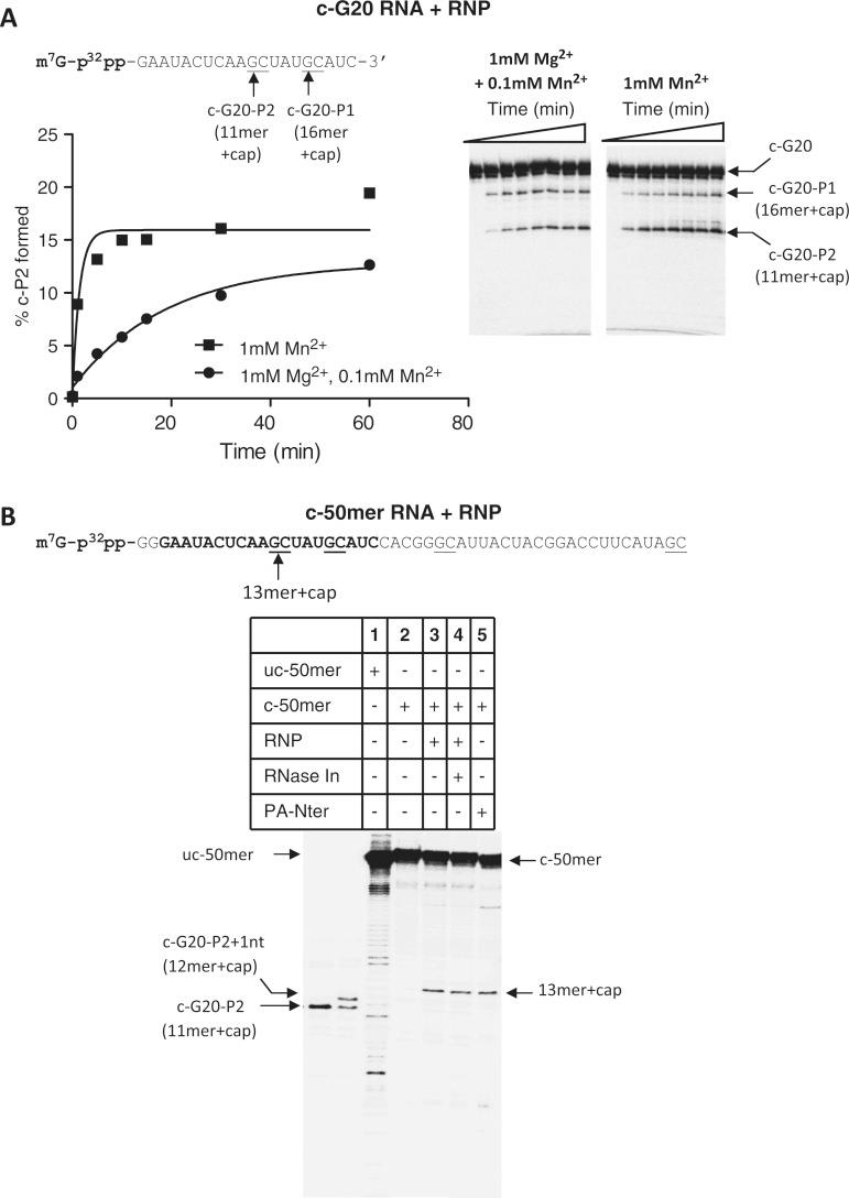 https://cdn.ncbi.nlm.nih.gov/pmc/blobs/d0dc/3783182/c0b3cc557578/gkt603f5p.jpg