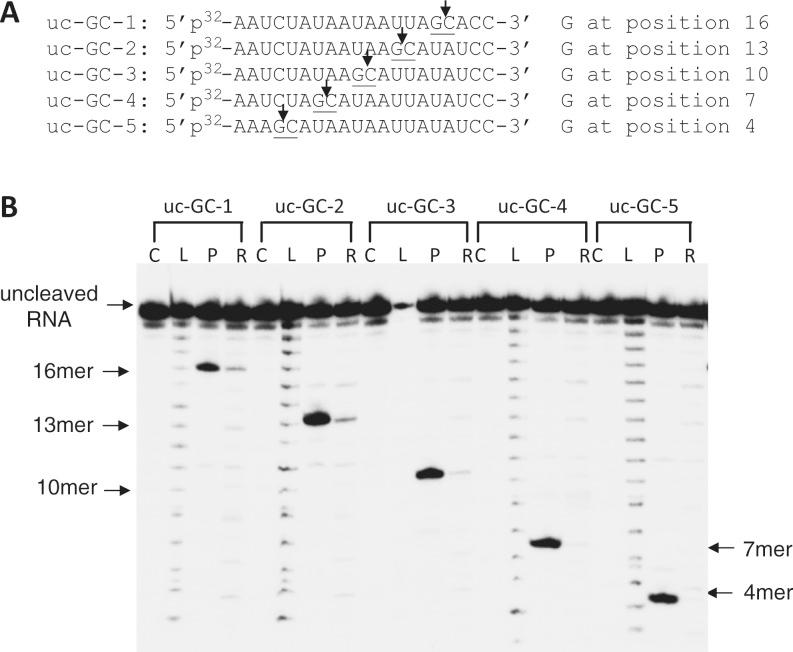 https://cdn.ncbi.nlm.nih.gov/pmc/blobs/d0dc/3783182/e04ca0691373/gkt603f1p.jpg