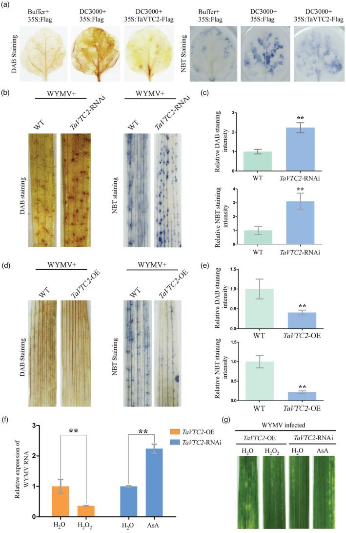 https://cdn.ncbi.nlm.nih.gov/pmc/blobs/d0dd/11376800/a0dd2280779b/PBI-21-1073-g006.jpg