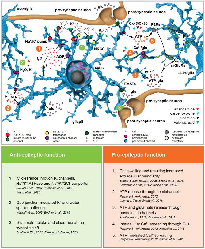 https://cdn.ncbi.nlm.nih.gov/pmc/blobs/d0dd/8219957/86b22f7b0b89/fneur-12-661408-g0002.jpg