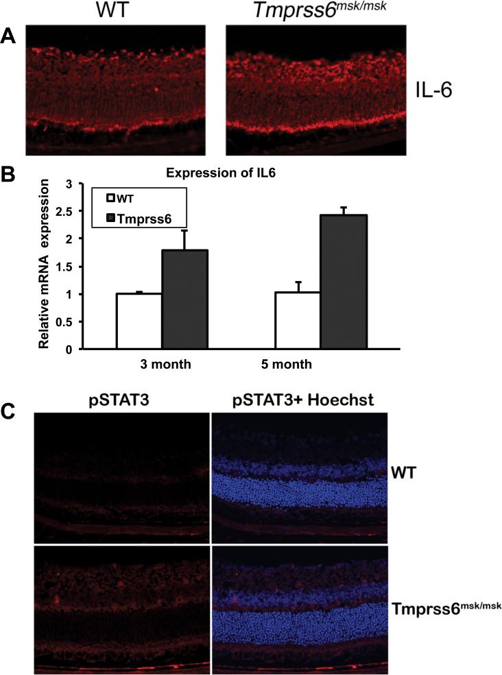 https://cdn.ncbi.nlm.nih.gov/pmc/blobs/d0de/4000719/b757b7f6b3a8/mv-v20-561-f8.jpg
