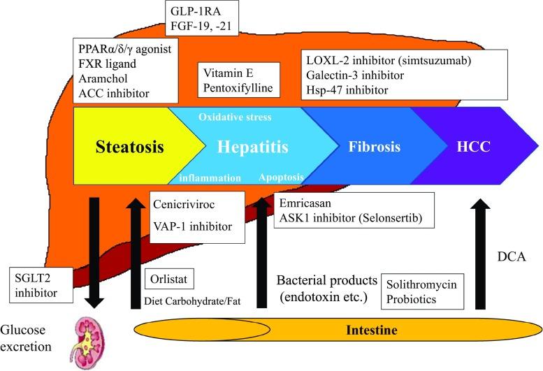 https://cdn.ncbi.nlm.nih.gov/pmc/blobs/d0e0/5847174/d0cca8938bc3/535_2017_1415_Fig2_HTML.jpg