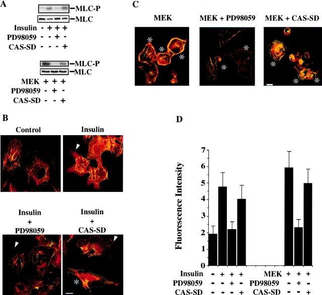 https://cdn.ncbi.nlm.nih.gov/pmc/blobs/d0e7/2169492/307b4e50f28a/JCB9906058.f5.jpg
