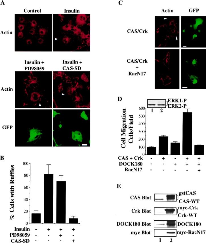 https://cdn.ncbi.nlm.nih.gov/pmc/blobs/d0e7/2169492/384dd3df4d7d/JCB9906058.f4.jpg