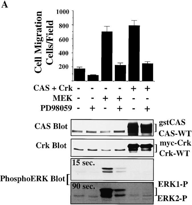 https://cdn.ncbi.nlm.nih.gov/pmc/blobs/d0e7/2169492/733262c63392/JCB9906058.f2a.jpg