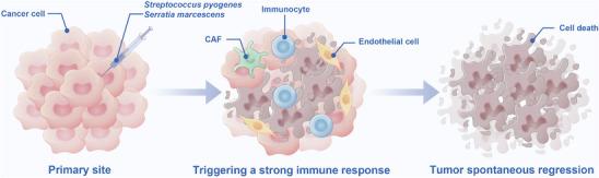 https://cdn.ncbi.nlm.nih.gov/pmc/blobs/d0e8/12376496/bb1c3bde7c92/ADVS-12-e06869-g001.jpg