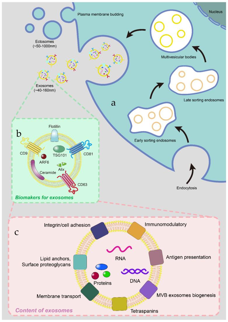https://cdn.ncbi.nlm.nih.gov/pmc/blobs/d0e8/9414313/b3172f13fee5/membranes-12-00775-g001.jpg