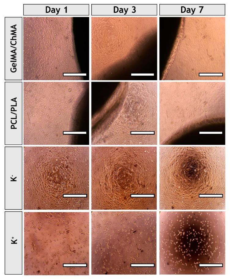 https://cdn.ncbi.nlm.nih.gov/pmc/blobs/d0e9/6523099/2e2f75dbd092/polymers-11-00653-g008.jpg