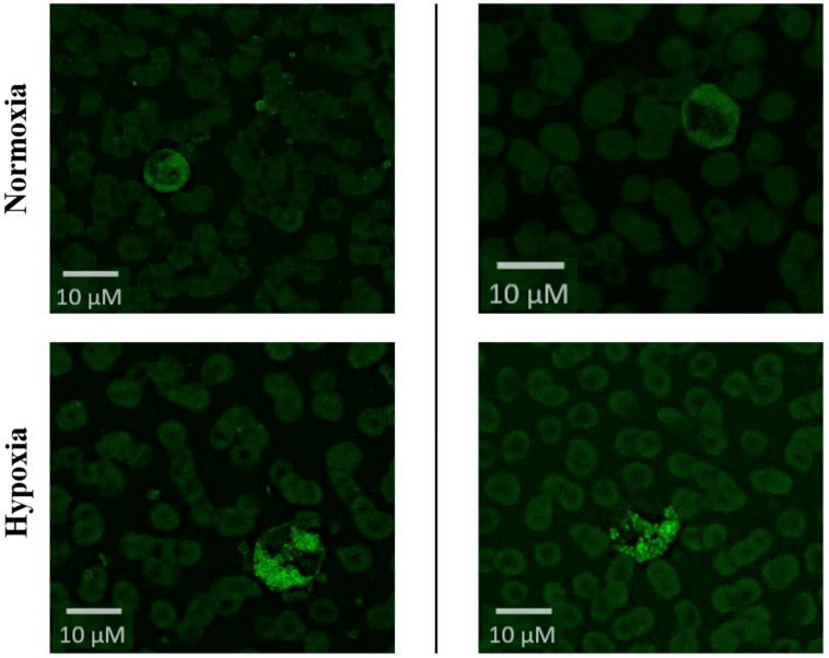 https://cdn.ncbi.nlm.nih.gov/pmc/blobs/d0e9/7037641/53e5f412ce8e/ijms-21-01034-g001.jpg