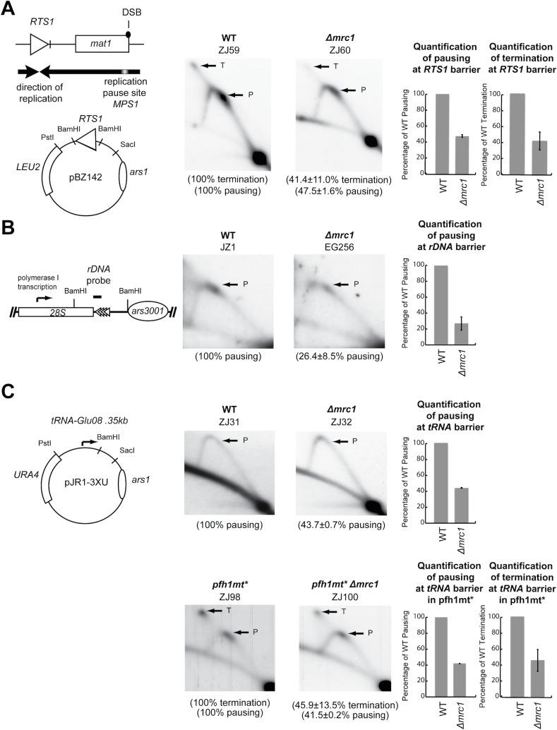 https://cdn.ncbi.nlm.nih.gov/pmc/blobs/d0eb/4511789/885fe82711b1/pone.0132595.g003.jpg