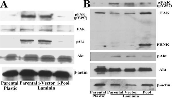 https://cdn.ncbi.nlm.nih.gov/pmc/blobs/d0f3/2806309/de023e2fdd80/1476-4598-8-125-7.jpg