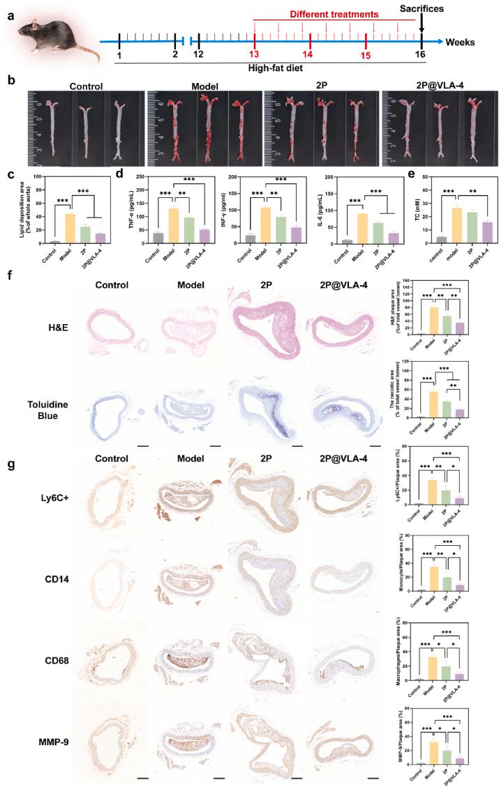 https://cdn.ncbi.nlm.nih.gov/pmc/blobs/d0f6/12124642/99f5c91f58e0/gr4.jpg
