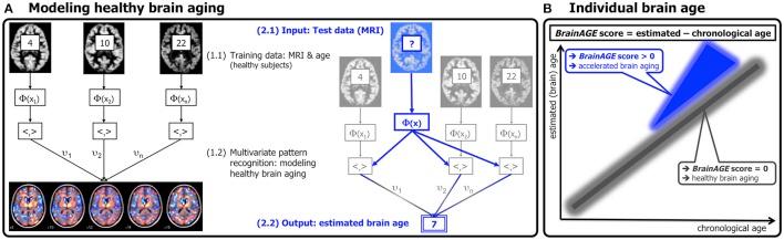 https://cdn.ncbi.nlm.nih.gov/pmc/blobs/d0f6/5386978/7891f946a34b/fnagi-09-00092-g0003.jpg