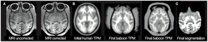 https://cdn.ncbi.nlm.nih.gov/pmc/blobs/d0f6/5386978/7c57ef261a32/fnagi-09-00092-g0002.jpg
