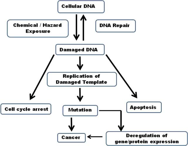 https://cdn.ncbi.nlm.nih.gov/pmc/blobs/d0f6/5762044/59e95654e95d/10.1177_1533034617707598-fig2.jpg