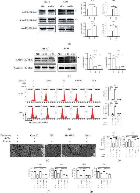 https://cdn.ncbi.nlm.nih.gov/pmc/blobs/d0f6/9554664/a4c67b6132fa/OMCL2022-2353115.002.jpg