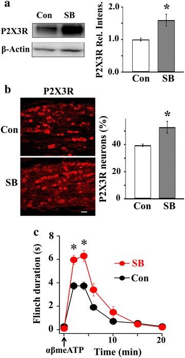https://cdn.ncbi.nlm.nih.gov/pmc/blobs/d0f7/4635984/459dd4b3ed75/12990_2015_73_Fig6_HTML.jpg