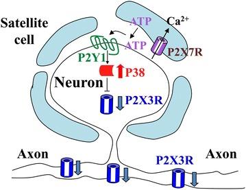 https://cdn.ncbi.nlm.nih.gov/pmc/blobs/d0f7/4635984/5a56aa94512e/12990_2015_73_Fig7_HTML.jpg