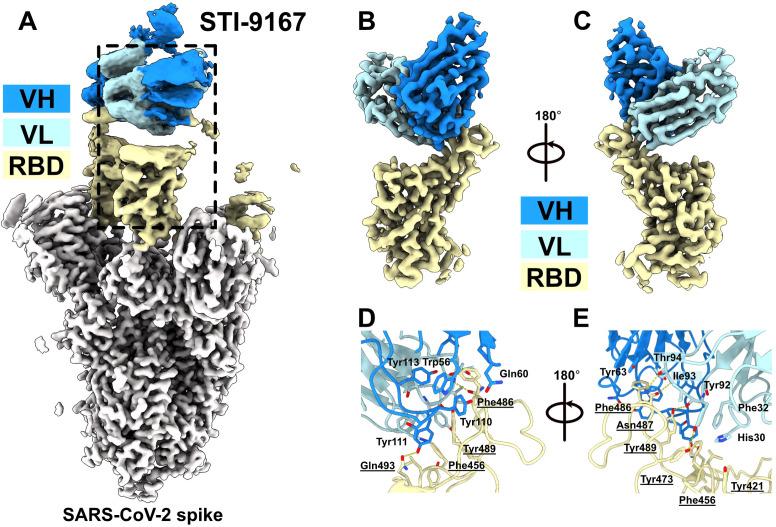 https://cdn.ncbi.nlm.nih.gov/pmc/blobs/d0f9/10870823/0caf9b4fac19/mbio.02477-23.f005.jpg