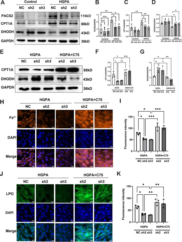 https://cdn.ncbi.nlm.nih.gov/pmc/blobs/d0fa/11619700/00c52b71de2a/12933_2024_2514_Fig4_HTML.jpg
