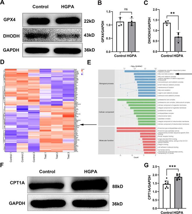 https://cdn.ncbi.nlm.nih.gov/pmc/blobs/d0fa/11619700/a32e900ef083/12933_2024_2514_Fig3_HTML.jpg