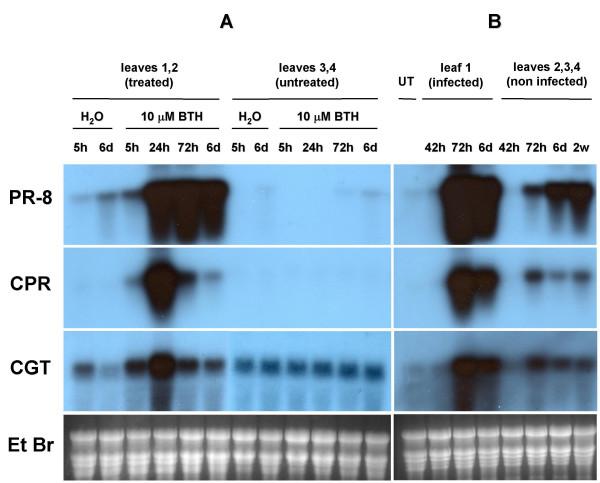 https://cdn.ncbi.nlm.nih.gov/pmc/blobs/d100/516775/94cbcc52f876/1471-2229-4-15-5.jpg