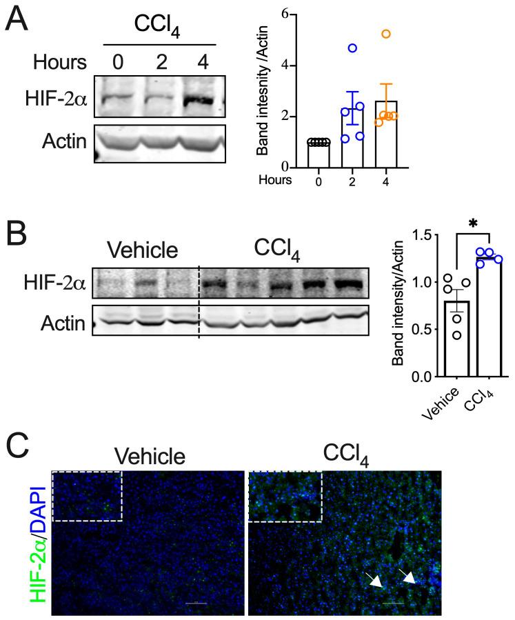https://cdn.ncbi.nlm.nih.gov/pmc/blobs/d103/11642083/62c4e6386714/ijms-25-13114-g001.jpg