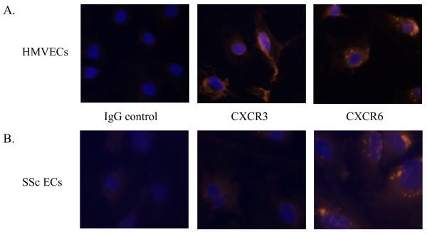 https://cdn.ncbi.nlm.nih.gov/pmc/blobs/d104/3241362/e40d935d86f2/ar3242-4.jpg